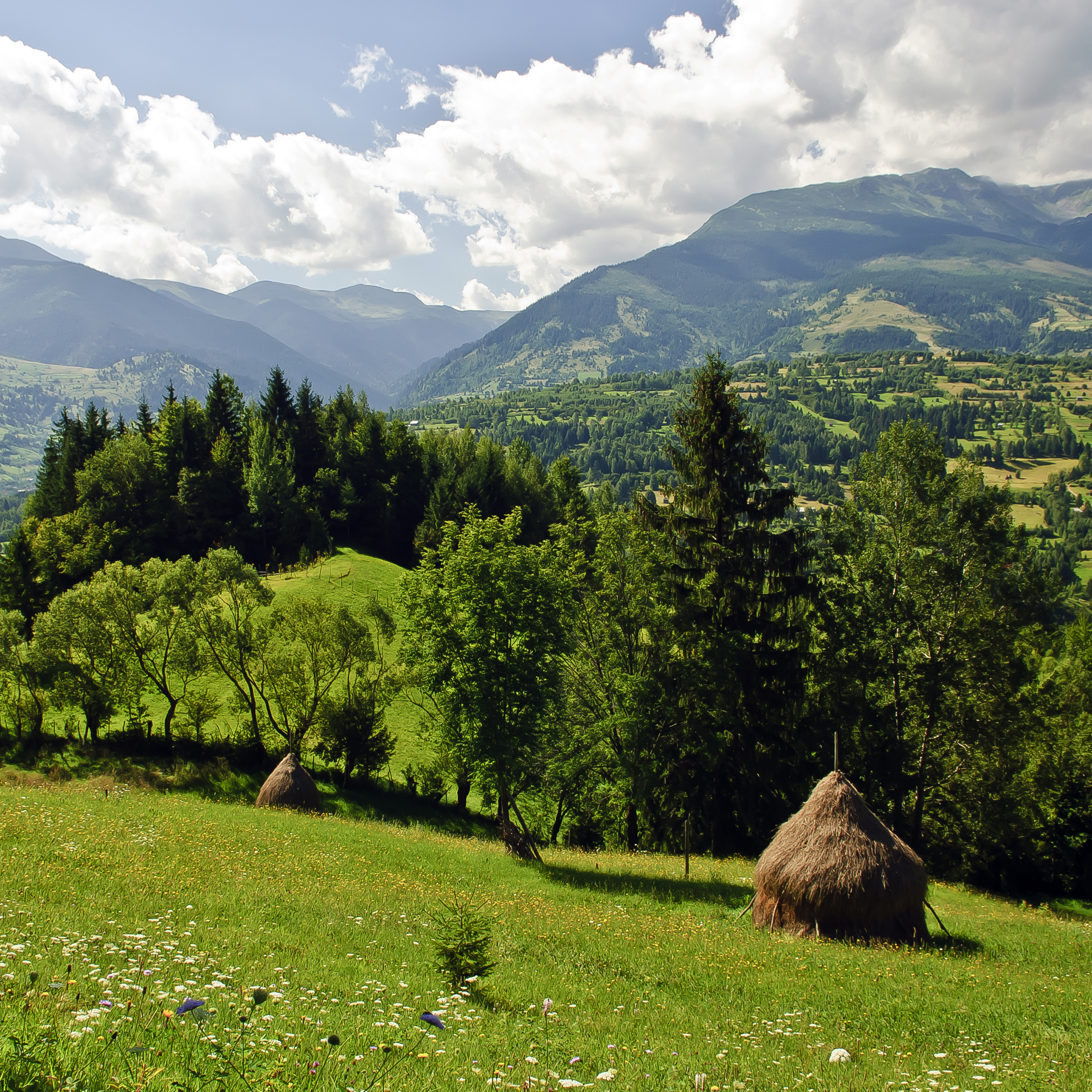 amazing nature in muntii rodnei